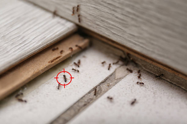 Best Commercial Pest Control Services  in Chambersburg, PA