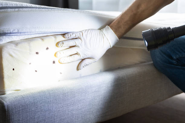 Wasp Removal Services in Chambersburg, PA