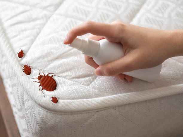 Best Wasp Removal Services  in Chambersburg, PA